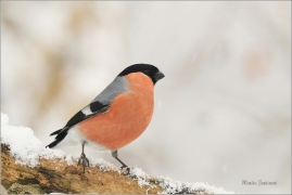<p>HÝL OBECNÝ (Pyrrhula pyrrhula) Šluknovsko - Jiříkov ------- /Eurasian bullfinch - Gimpel/</p>